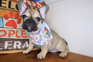 Fawn French Bulldog 01