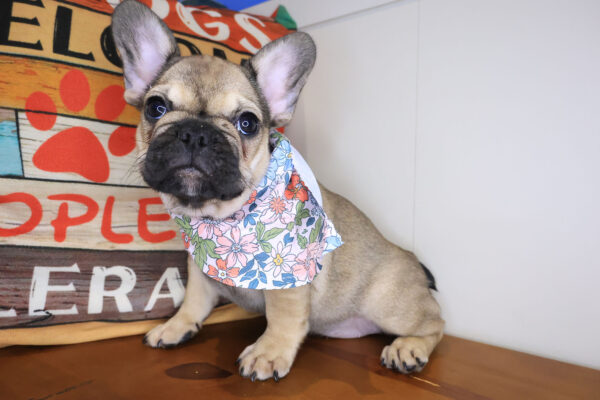Fawn French Bulldog 01
