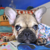 Fawn French Bulldog 02