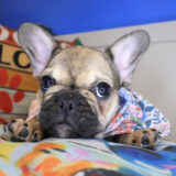 Fawn French Bulldog 03