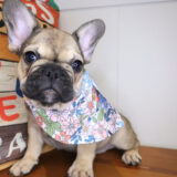 Fawn French Bulldog 04