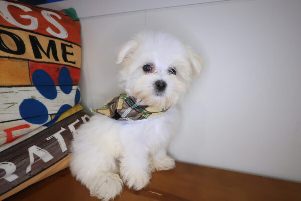 Fido Maltese 01