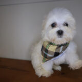 Fido Maltese 02