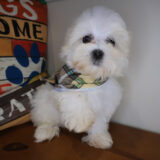 Fido Maltese 04