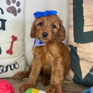 Fify Mini Goldendoodle 01