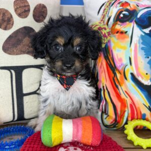 Fitzgerald Cavapoo 01 Valor Cavapoo 01