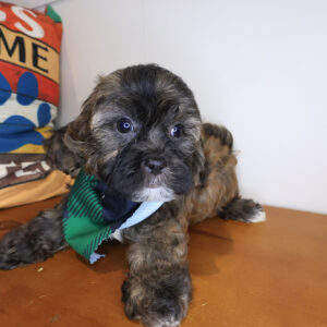 Flintstone Shihpoo 01