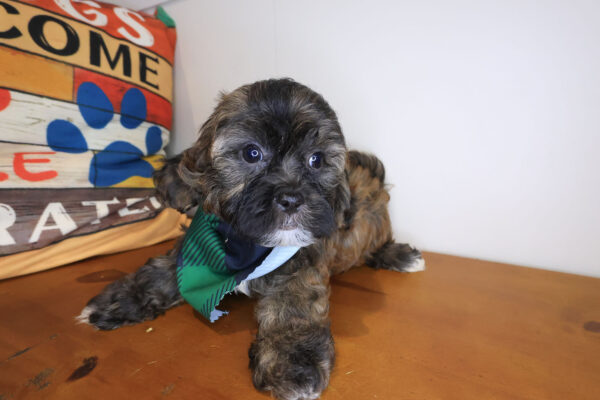 Flintstone Shihpoo 01