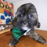 Flintstone Shihpoo 02