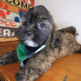 Flintstone Shihpoo 03