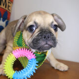 Fudge French Bulldog 01