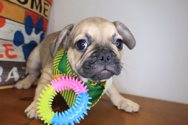Fudge French Bulldog 01