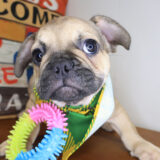 Fudge French Bulldog 02