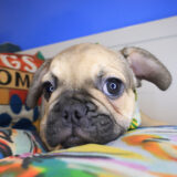 Fudge French Bulldog 04