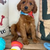 Gabriela Mini Goldendoodle 01