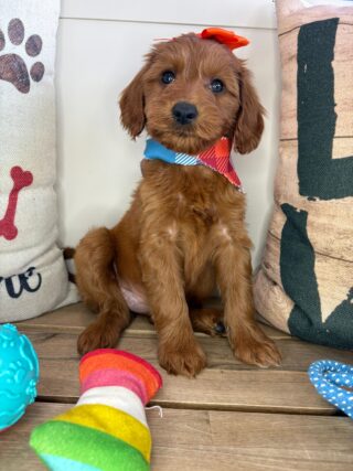 Gabriela Mini Goldendoodle 01