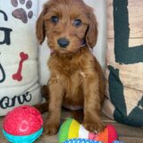 Gabriela Mini Goldendoodle 02