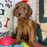 Gabriela Mini Goldendoodle 03