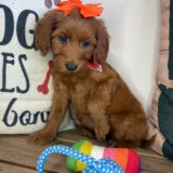 Gabriela Mini Goldendoodle 04