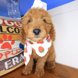 Gamara Goldendoodle 01