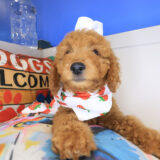 Gamara Goldendoodle 02
