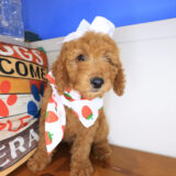Gamara Goldendoodle 03