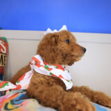 Gamara Goldendoodle 04