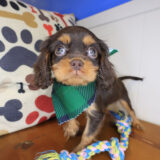 Ghost Cavalier King Charles Spaniel 01 Ghost Cavalier King Charles Spaniel 01