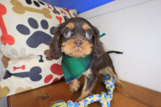 Ghost Cavalier King Charles Spaniel 01
