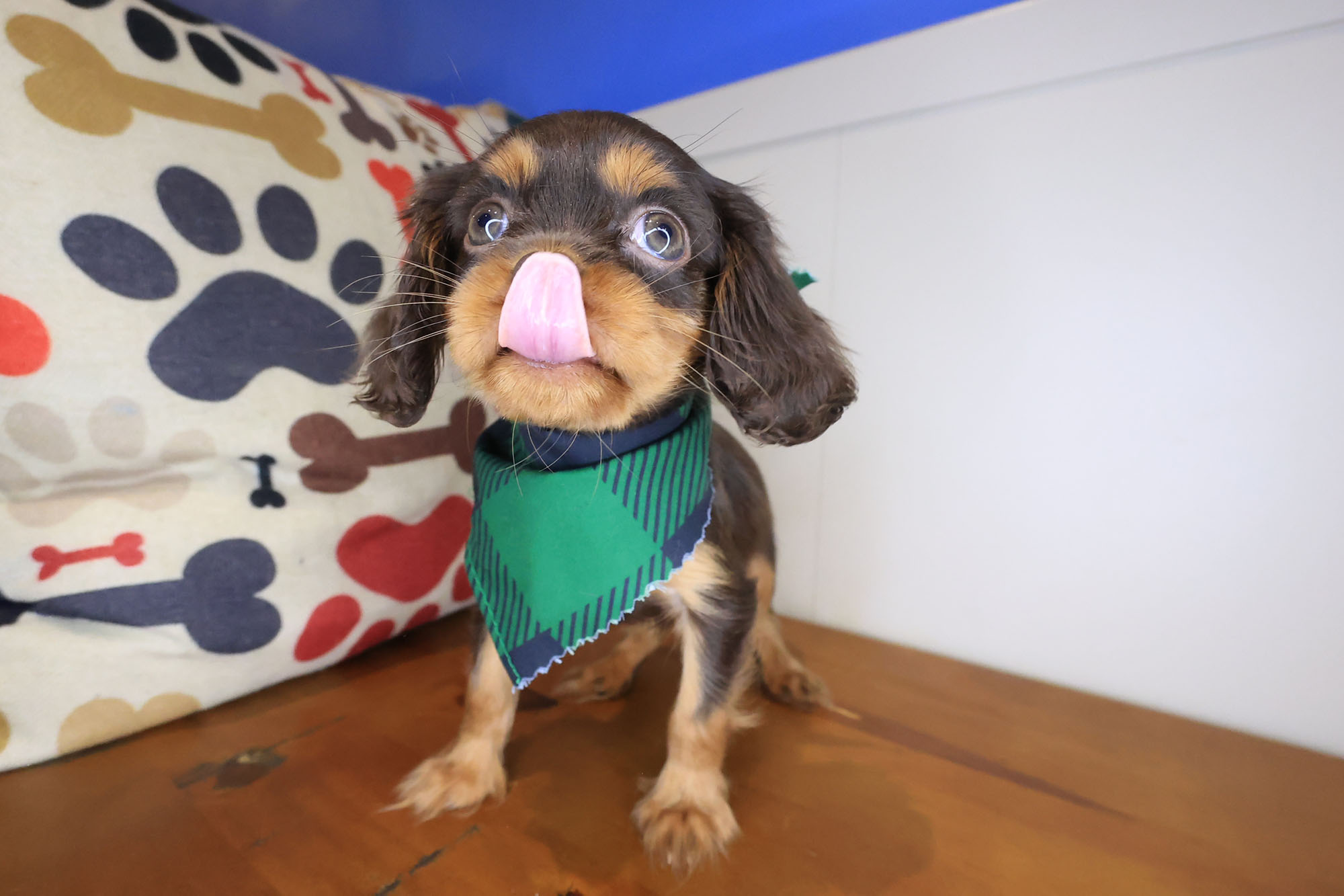 Ghost Cavalier King Charles Spaniel 02 Ghost Cavalier King Charles Spaniel 02