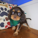 Ghost Cavalier King Charles Spaniel 03 Ghost Cavalier King Charles Spaniel 03