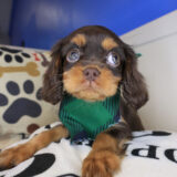 Ghost Cavalier King Charles Spaniel 04 Ghost Cavalier King Charles Spaniel 04