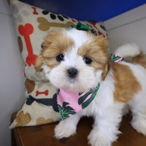 Hermione Shih Tzu 01