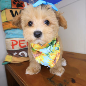 Irene Maltipoo 01