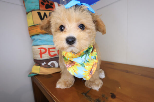 Irene Maltipoo 01