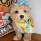 Irene Maltipoo 03