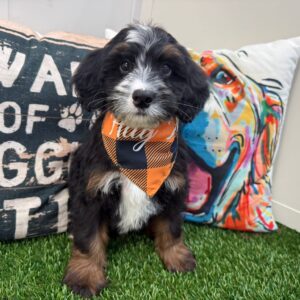 Itsy-Bitsy Mini Bernedoodle 01
