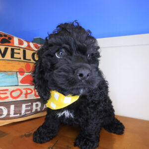 Jameson Cockapoo 01 Jameson Cockapoo 01