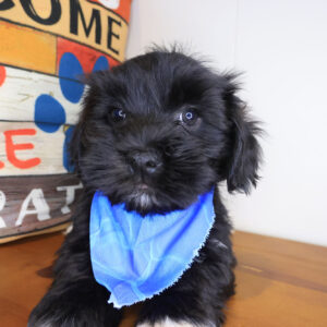 Jipso Havanese 01