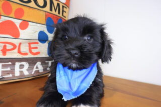 Jipso Havanese 01