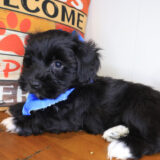 Jipso Havanese 03