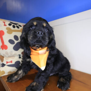 Junie Cocker Spaniel 01