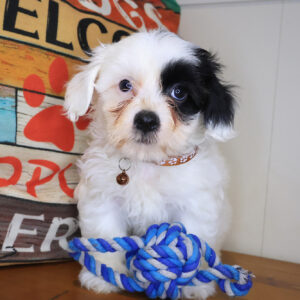 Karcag Teddy Bear 01