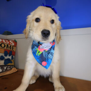 Kaya Golden Retriever 01