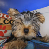 Keith Yorkshire Terrier 02