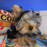 Keith Yorkshire Terrier 03