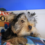Keith Yorkshire Terrier 04
