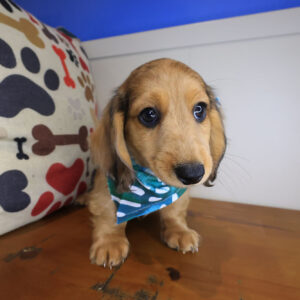 LEGO Dachshund 01 LEGO Dachshund 01