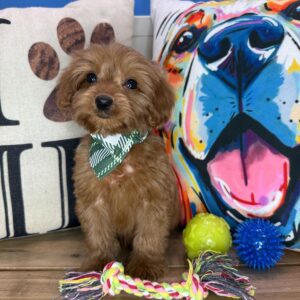 Marilyn Cavapoo 01 Marilyn Cavapoo 01