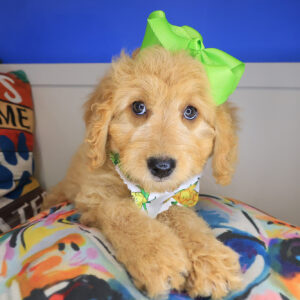 Marshmallow Goldendoodle 01
